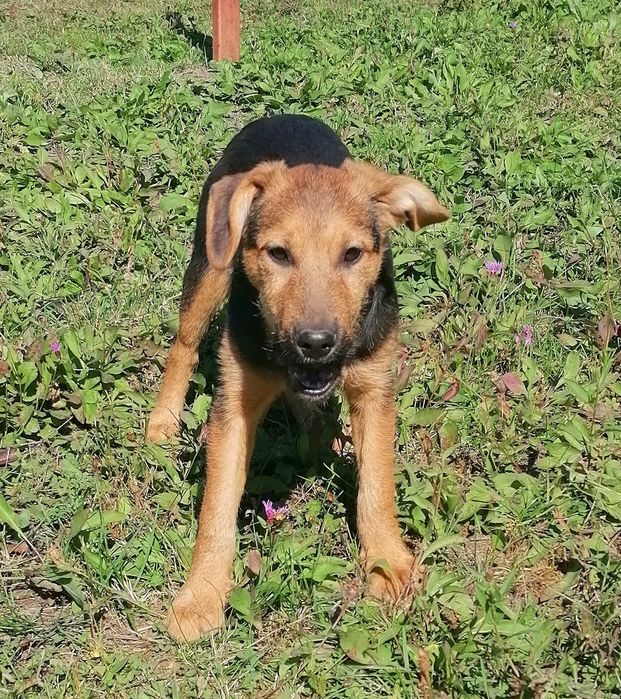Adopție cățelușă deosebită!