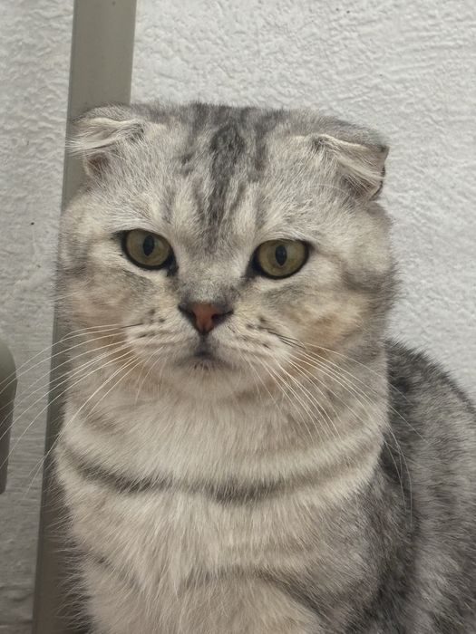 Продается шотландский вислоухий кот