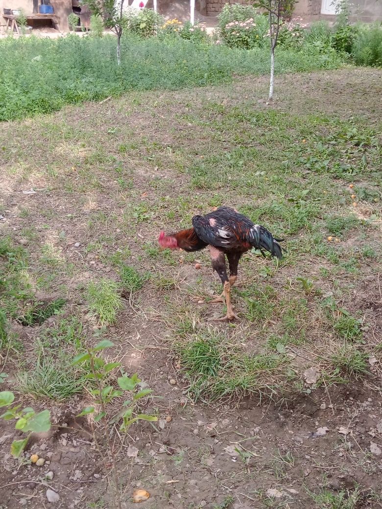 Продаётся декан 1