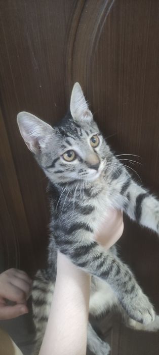 Срочно Отдадим в хорошие руки котят
