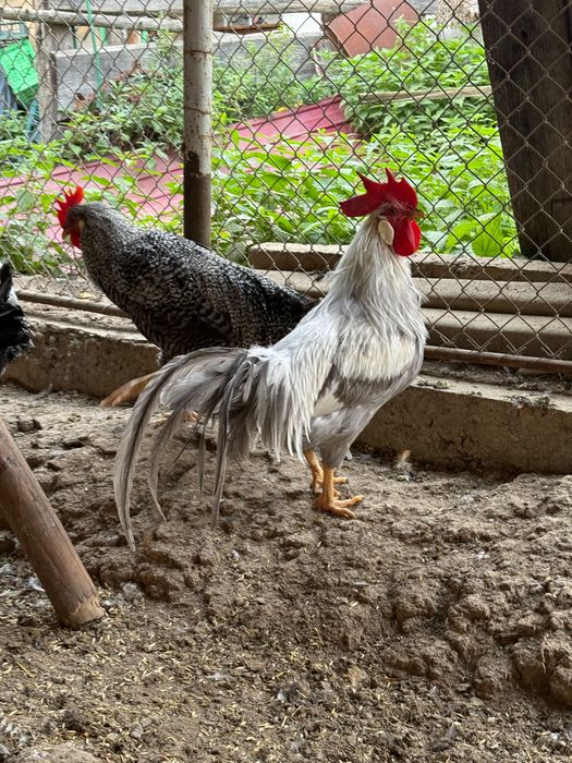Vând pui de rasă sau găini de tăiat ( cocoși)