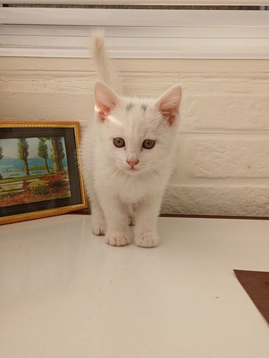 Отдадим котят в хорошие руки