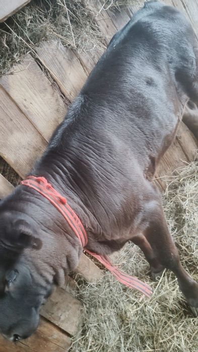 De vînzare două vitele angus