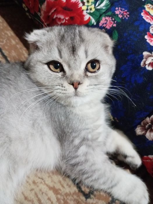 «Премиум-класс» шиншила чиста кровные катят продаётся