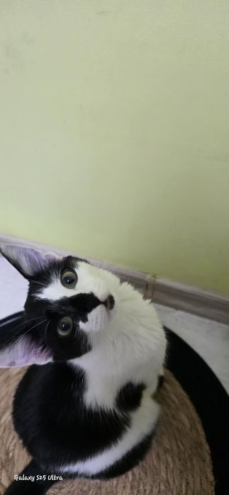 Подарявам женско коте