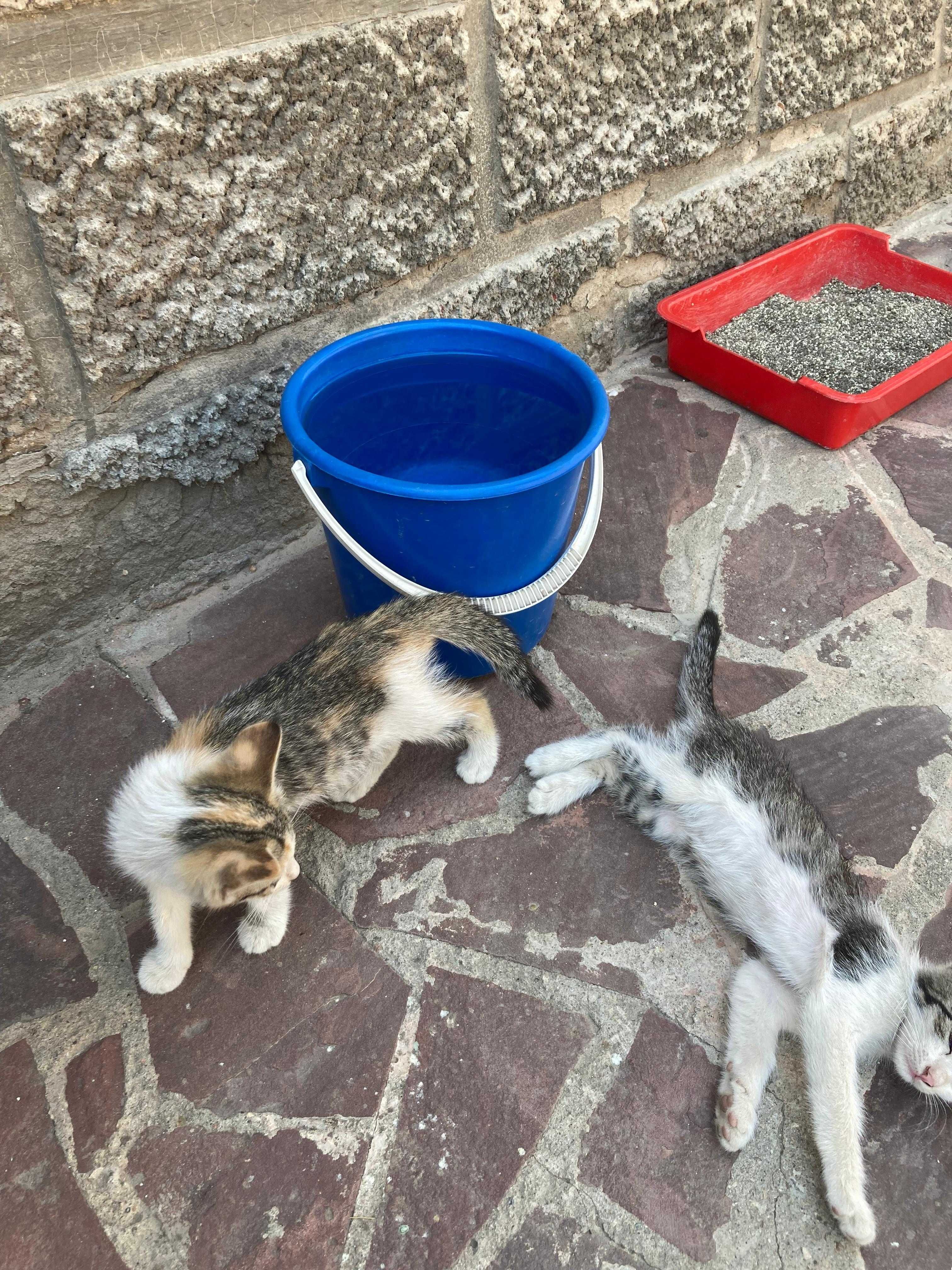 Котята домашние аккуратные
