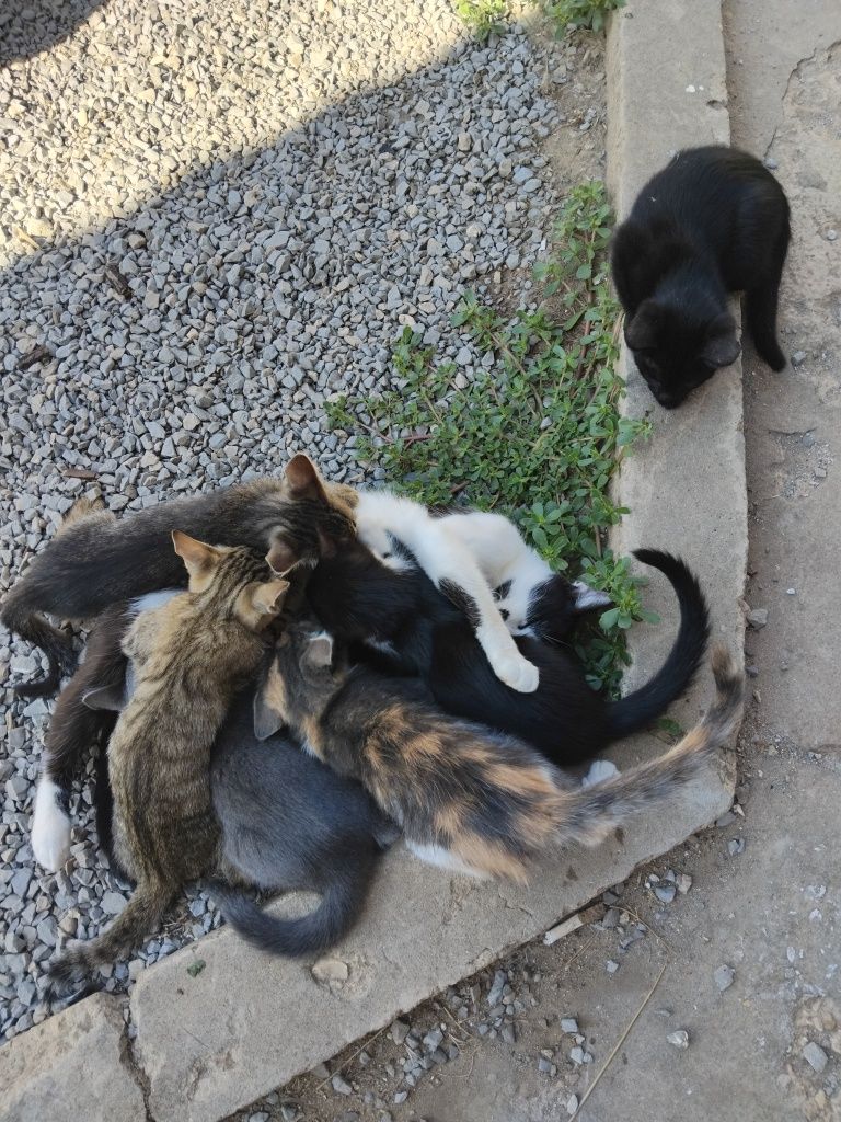 Котенца на 4 месеца