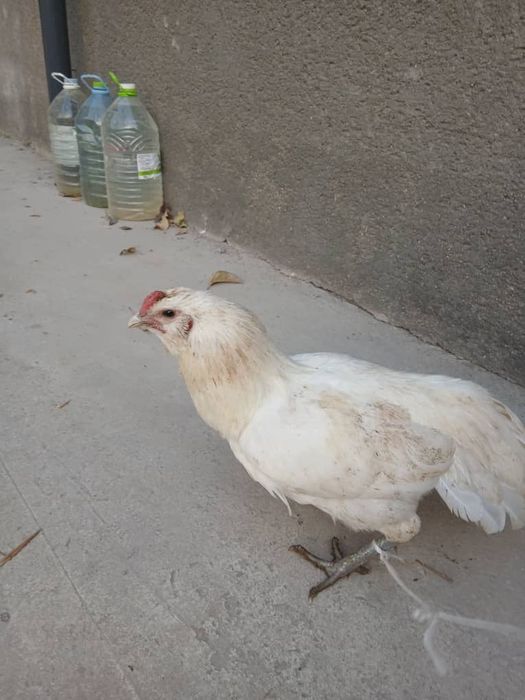 Петухи Амераукана