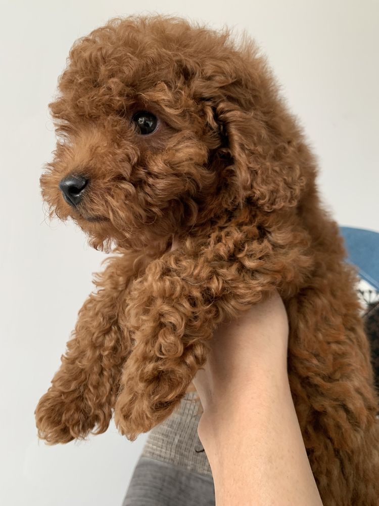 Пудел Той,Poodle Toy