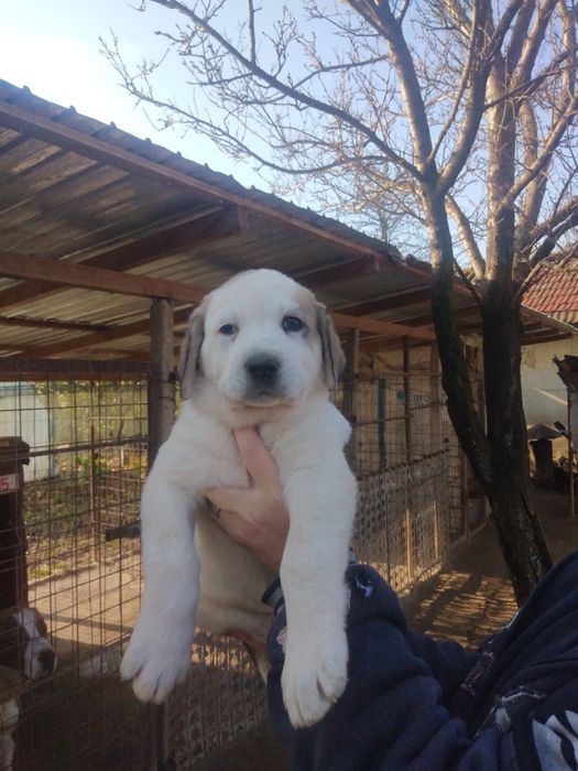 Mascul de Asia Centrala