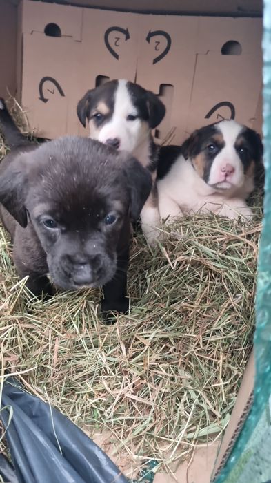 Donez 8 catei cu vârsta de 3 luni