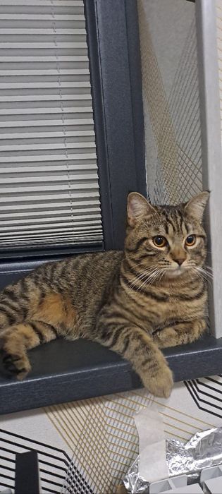 Домашний кот, с рисунком табби,