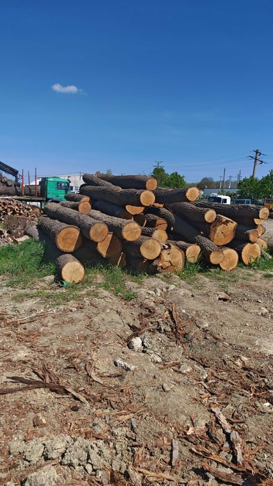 bustean stejar  gater clasa A si B