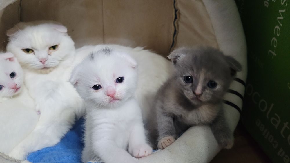 Котята шотландские вислоухие