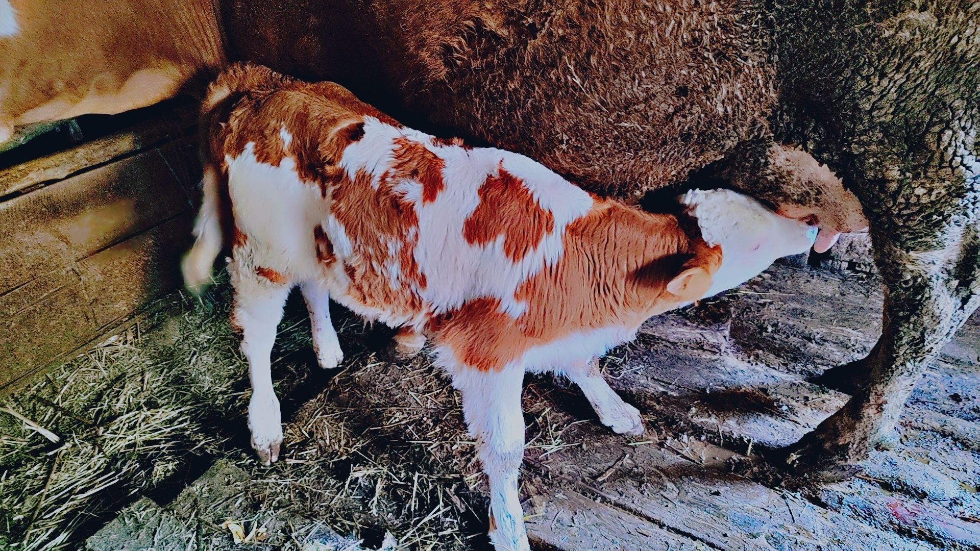 Vând vițel tăuraș