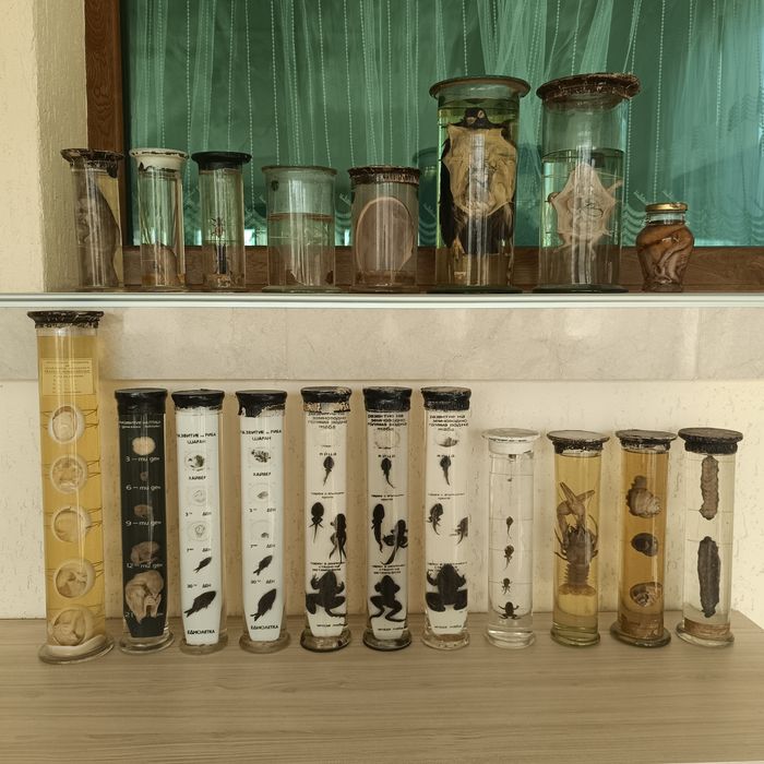 Консервирани Препарирани влечуги животни и в стъкленица