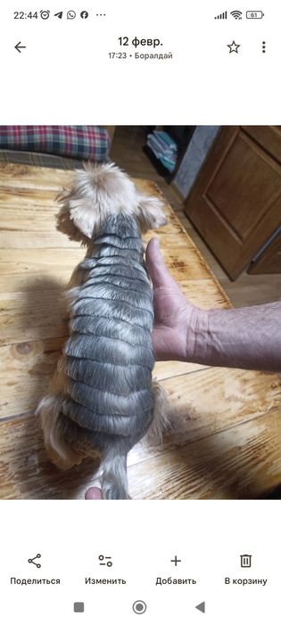 Груминг, стрижка животных. Выезд на дом.