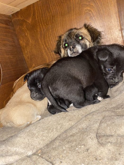 Cățelușe spre adopție