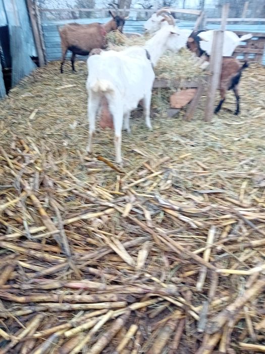 Doua capre sannen gestante