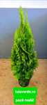 Tuia smaragd verde