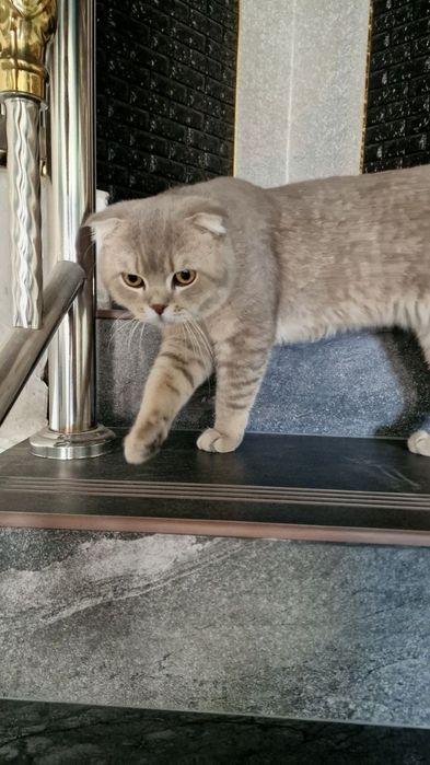 Скоттиш фолд вислоухий шиншила мальчик. Срочно