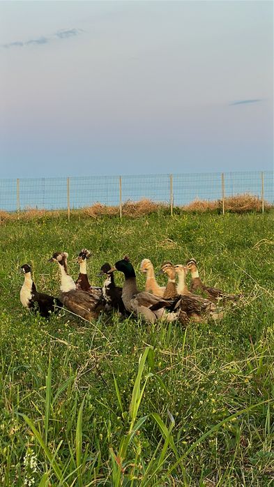 Picheri de vanzare binilici.  Si rate