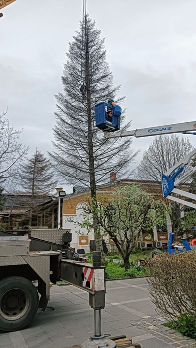 Tăiere Arbori De Mari Dimensiuni/Alpinism Utilitar/Rapid Și Ieftin.