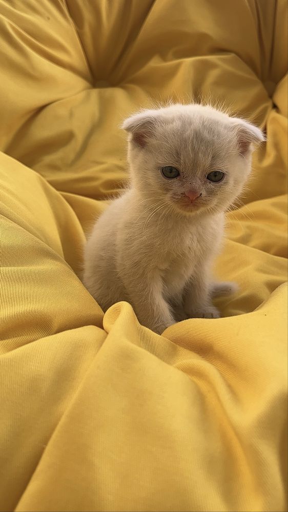 Продажа котят. Scottish fold.