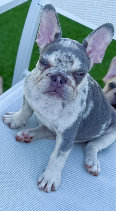 Bulldog Francez Luxurious Frenchie House