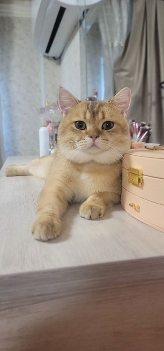 Ny11 shinshilla ogil