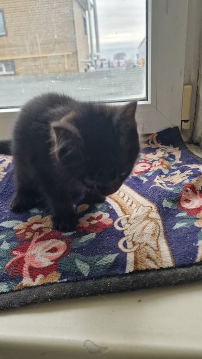 Котенок ищет дом