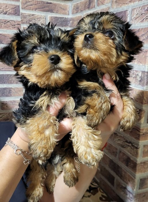 Йоркширски териер