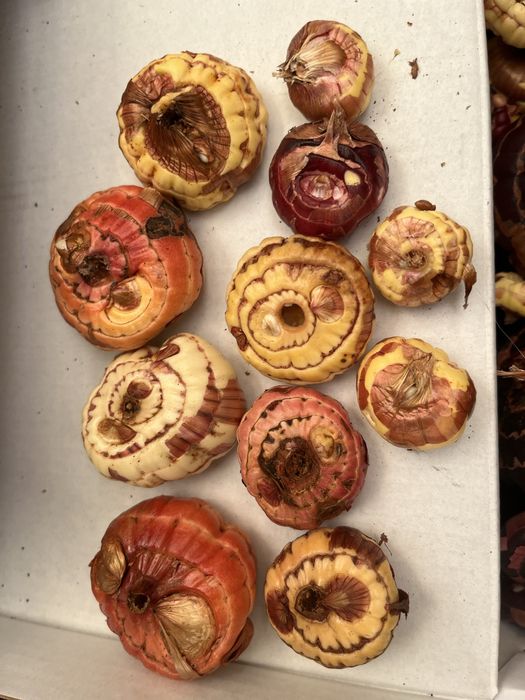 Луковицы гладиолуса (розовый, сиреневый, микс)