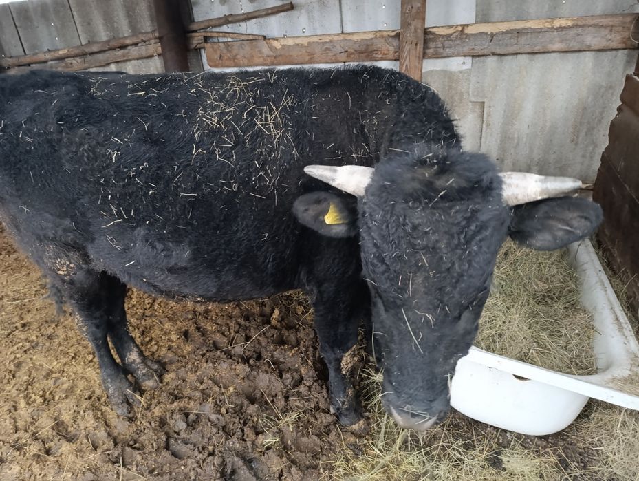 Продам быка 1 год 7 месяцев