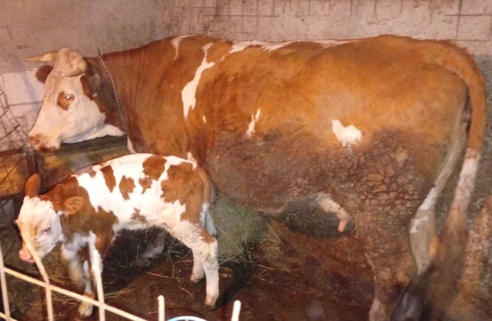 Vaca cu tăuraș și vitea