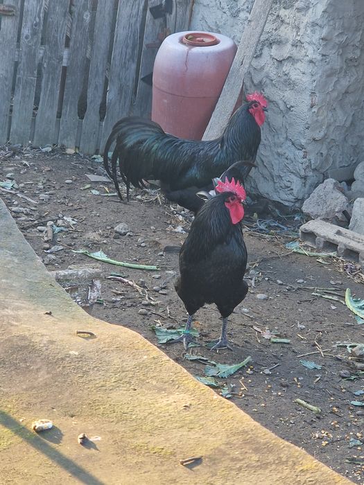 Cocosi Australorp negru si albastru