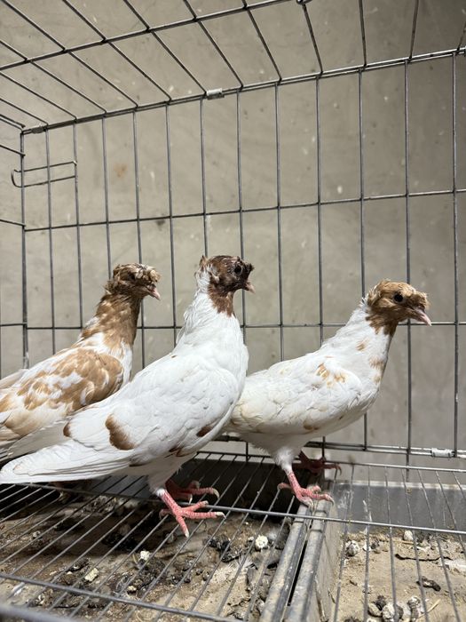 Голуби бакинцы двухчубые