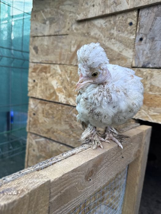 Struma Bantam: Pui motati si incaltati