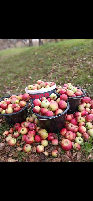 Ce se face din mere aia vand