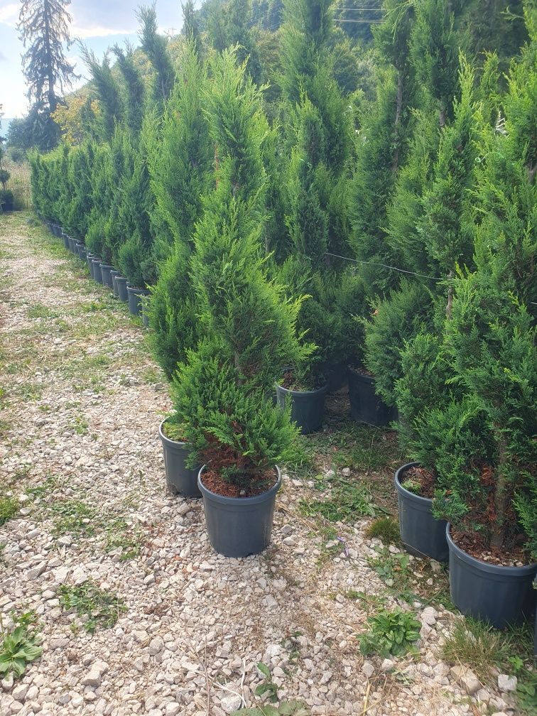 Ilex - Photinia - Laurocerasus - Plante ornamentale, spirale magnolia