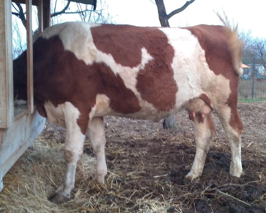 Vacă bună de Vînzare