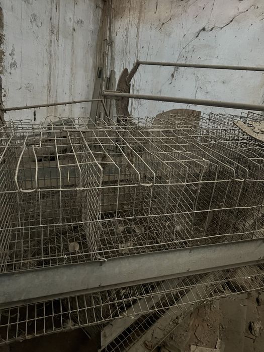 Tovuk katagi sotiladi