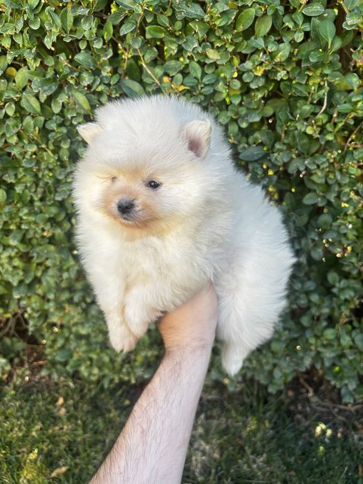 Померан - шпиц момичета