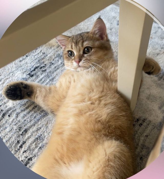 Король на вязку. Золотая шыншылла