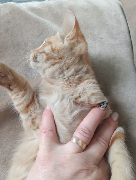 Котенок  мальчик