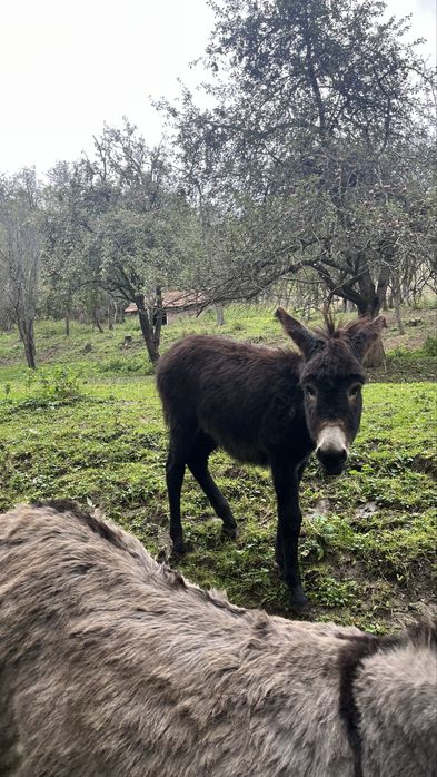 Pui de magar de vanzare
