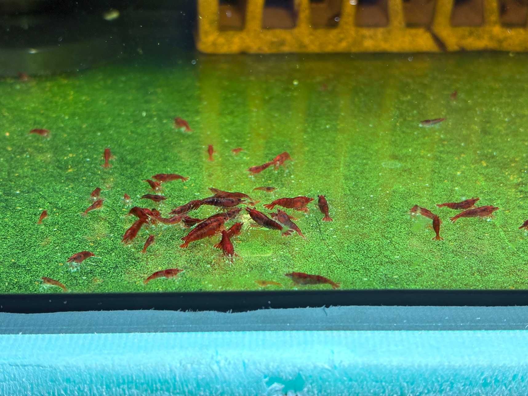 Сладководни скариди - Neocaridina Blue dream и Bloody Mary