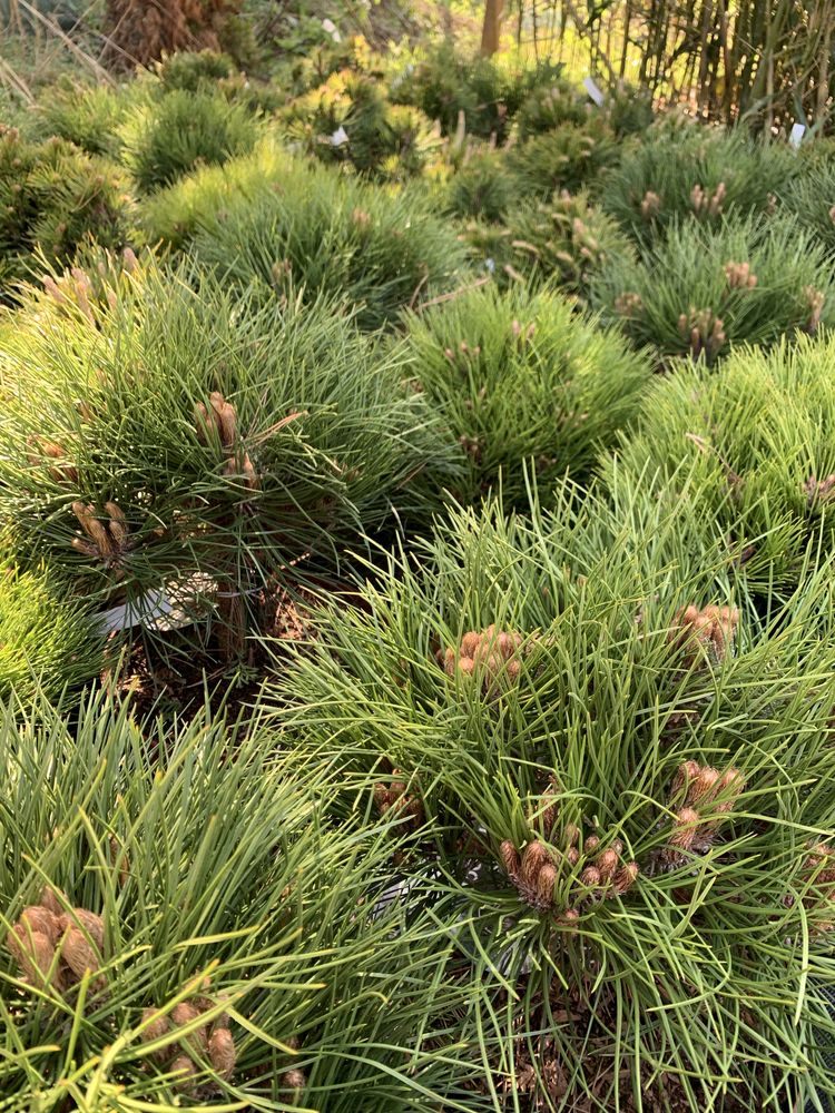 Pinus Negra Marie Bregeon plante ornamentale