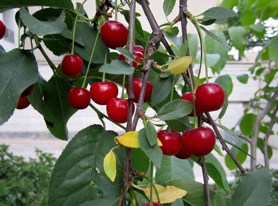 Продам саженцы вишни