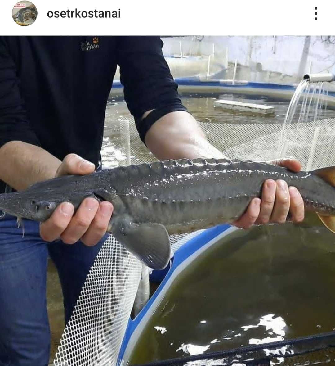 Зарыбление прудов и водоёмов осетровыми видами рыб